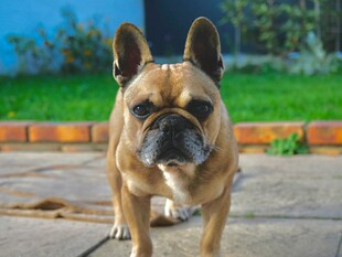 可爱法国斗牛犬户外行走