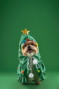 穿圣诞装的可爱哈巴狗