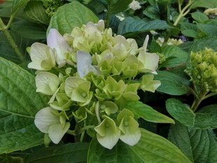 清新绣球花绽放绿叶间