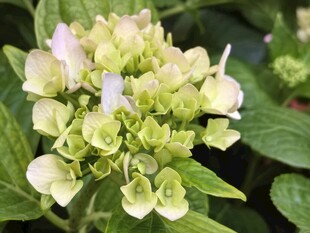清新绣球花绽放