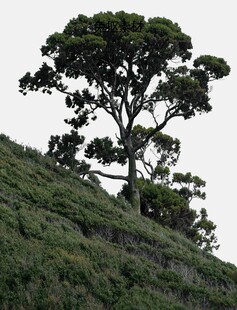 山坡上的孤树