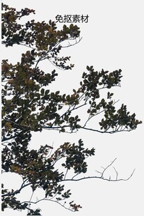 枝头树叶 展现自然生机