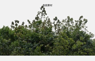 茂密绿树顶视图