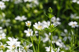 白色小菊花
