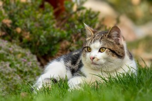 草地上的可爱猫咪
