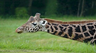 草原上的长颈鹿