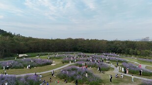 紫色花海中的漫步景致