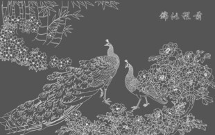 黑白孔雀图 尽显优雅神韵