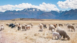 草原羊群与远处山峦