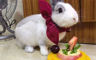 戴领结白兔与蔬果美食
