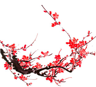 红梅绽放枝头