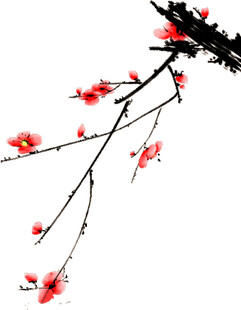 红梅绽放枝头