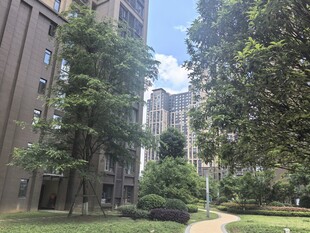 城市中绿树环绕的建筑景观