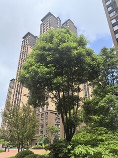 城市中绿树与高楼相映成趣