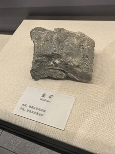 史前恐龙化石标本展示