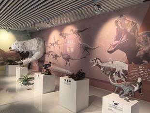 博物馆内的精美展品陈列