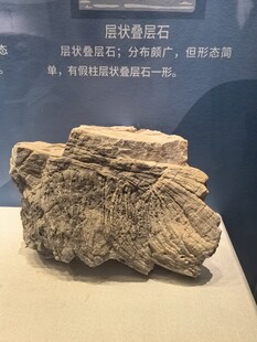 恐龙足迹化石展示