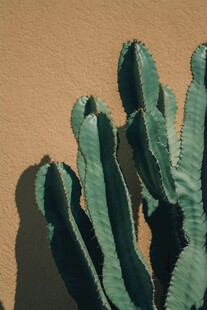 高大仙人掌特写