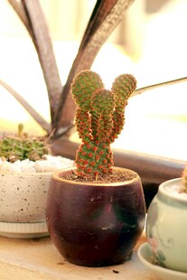 可爱仙人掌盆栽展示