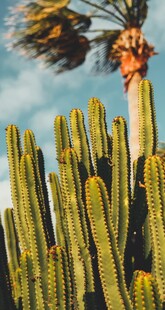 高耸仙人掌与摇曳棕榈树