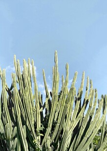 挺拔芦荟展现蓬勃生机