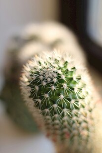 可爱小仙人球特写