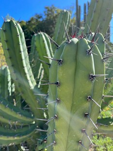 阳光下的带刺仙人掌