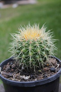 盆栽仙人球特写