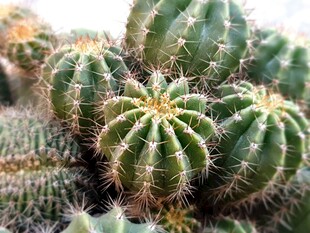 群生仙人球特写