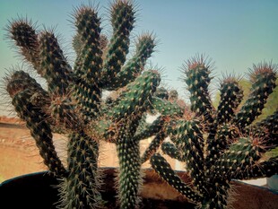 多株仙人掌特写