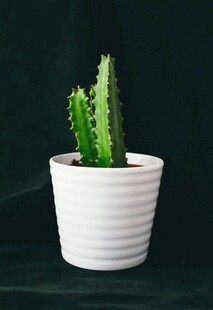 白色花盆中的翠绿仙人掌