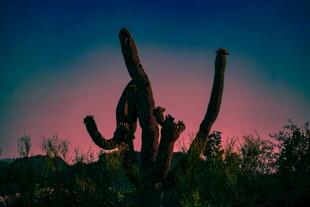 夕阳下的仙人掌景观