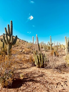 沙漠中的仙人掌景观