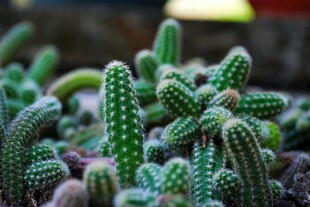可爱丛生仙人掌植物景观