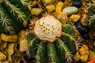 可爱仙人球 多彩石子相伴