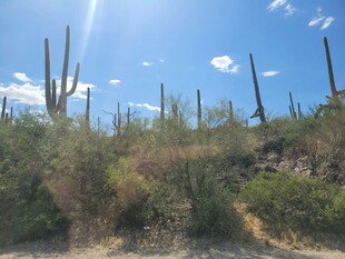沙漠中的高大仙人掌景观