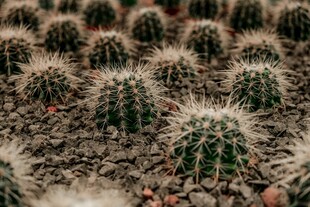 密集排列的可爱小仙人球