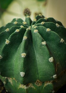 球形仙人掌特写