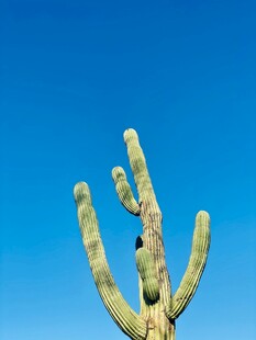 蓝天映衬下的仙人掌