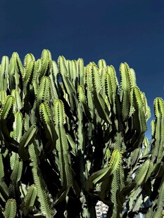 蓬勃生长的仙人掌