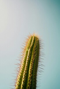 挺拔仙人掌 蓝天背景下