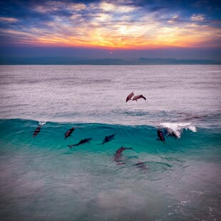 海洋海豚