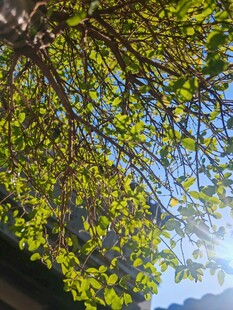 仰视繁茂绿树与蓝天