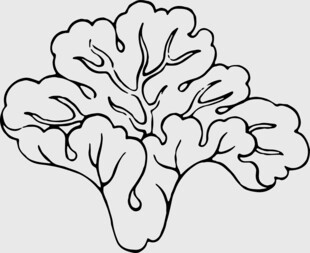手绘白菜图案