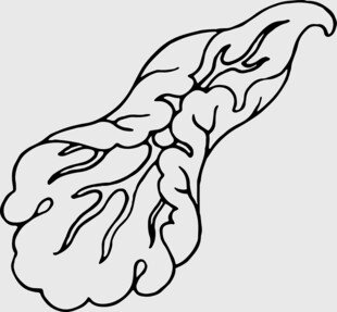 手绘白菜简笔画