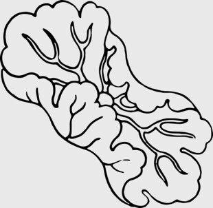 手绘白菜简笔画