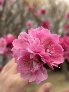 手捧娇艳粉色桃花