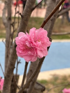 娇艳绽放的粉色桃花