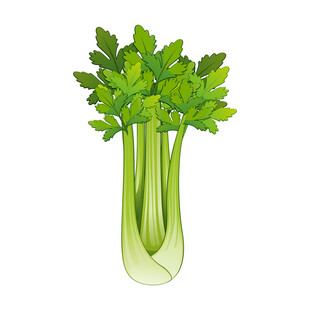 新鲜芹菜插画
