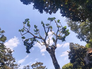 蓝天白云大树